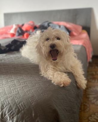 Maltese