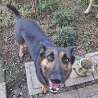 Famiglia per pastore tedesco