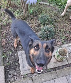 Famiglia per pastore tedesco