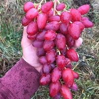 Dubovsky Pink uva marze - Talee da radicare (10x)