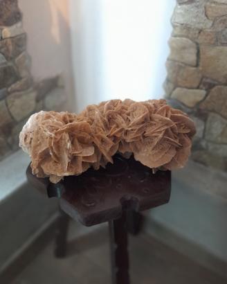 Meravigliosa rosa del deserto 