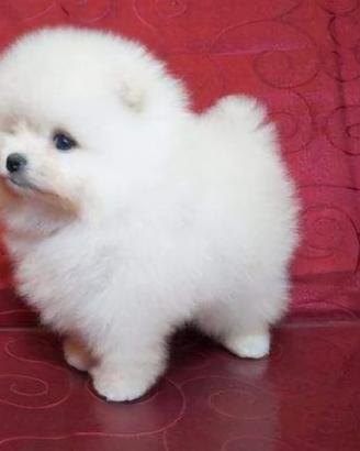 Spitz pomerania