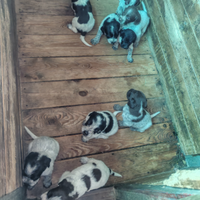 Cuccioli bracco pointer lagotto