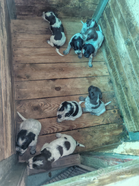 Cuccioli bracco pointer lagotto