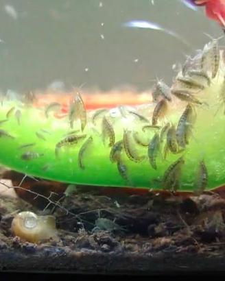 Hyalella azteca