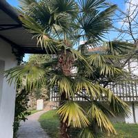2 palme da giardino