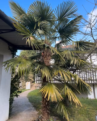 2 palme da giardino