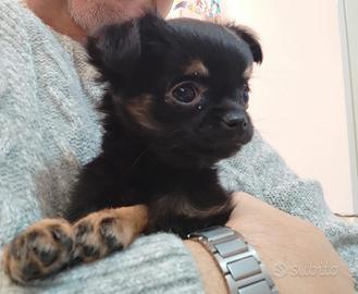 Adotta una piccola chihuahua