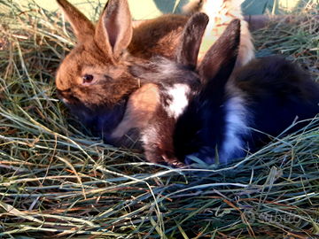 Conigli nani Testa di Leone e Ariete