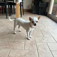 Chihuahua femmina