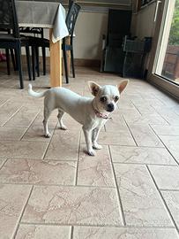 Chihuahua femmina