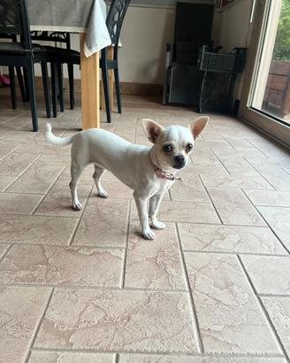 Chihuahua femmina