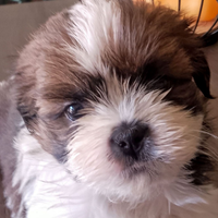 Cuccioli Shih Tzu con pedigree Enci
