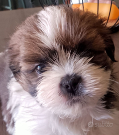 Cuccioli Shih Tzu con pedigree Enci