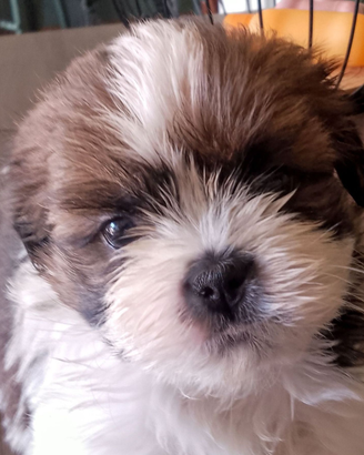 Cuccioli Shih Tzu con pedigree Enci