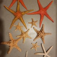 stelle marine decorative