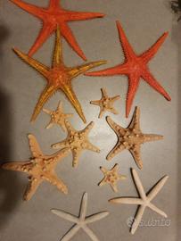 stelle marine decorative