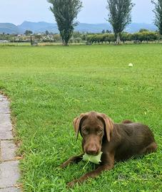 CUCCIOLO LABRADOR CHOCOLAT 