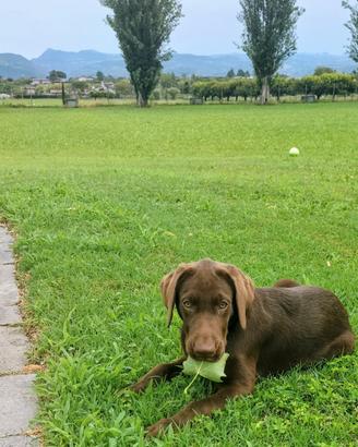 CUCCIOLO LABRADOR CHOCOLAT 