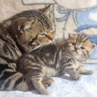 Gattino British Shorthair