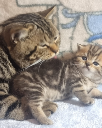 Gattino British Shorthair