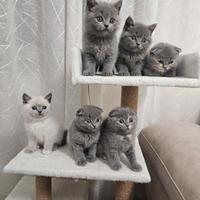 Gattini Scottish Fold e Straight
