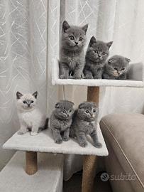 Gattini Scottish Fold e Straight