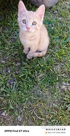 Due meravigliosi gattini