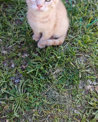 Due meravigliosi gattini