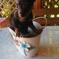 Pinscher cuccioli