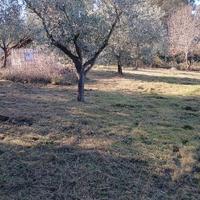 Castelnuovo della misericordia terreno agricolo /o