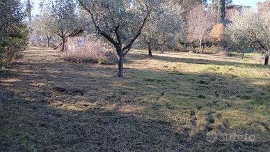 Castelnuovo della misericordia terreno agricolo /o