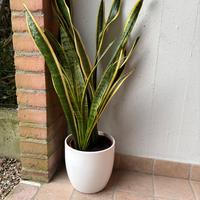Pianta Sanseveria