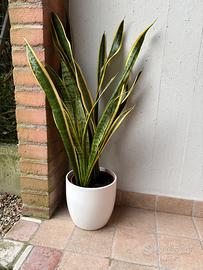 Pianta Sanseveria