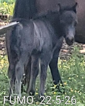 Pony shetland