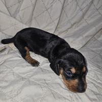 Bassotto tedesco nano