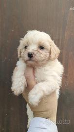 Maltipoo