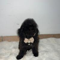 Cucciola di barboncino black