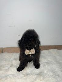 Cucciola di barboncino black