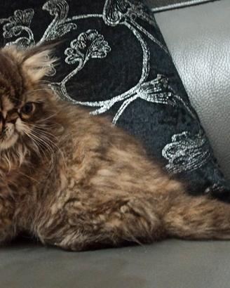 Persiano cucciolo gatto persiano femmina