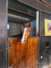 Castrone Purosangue Inglese