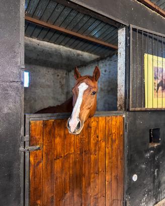 Castrone Purosangue Inglese