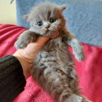 Persiano cucciolo grigio crema