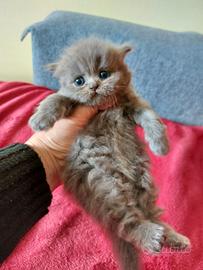 Persiano cucciolo grigio crema