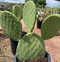 Piante grasse siciliane “Opuntia ficus indica”