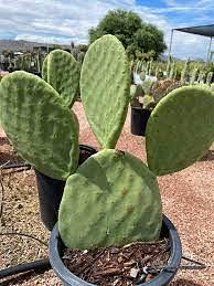 Piante grasse siciliane “Opuntia ficus indica”