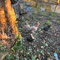 Gallo araucana 6 mesi