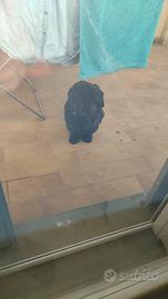 REGALASI Cane shih tzu