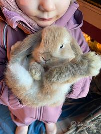 Coniglio ARIETE NANO FULVO