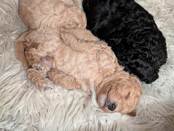 Cuccioli barboncino toy albicocca e nero